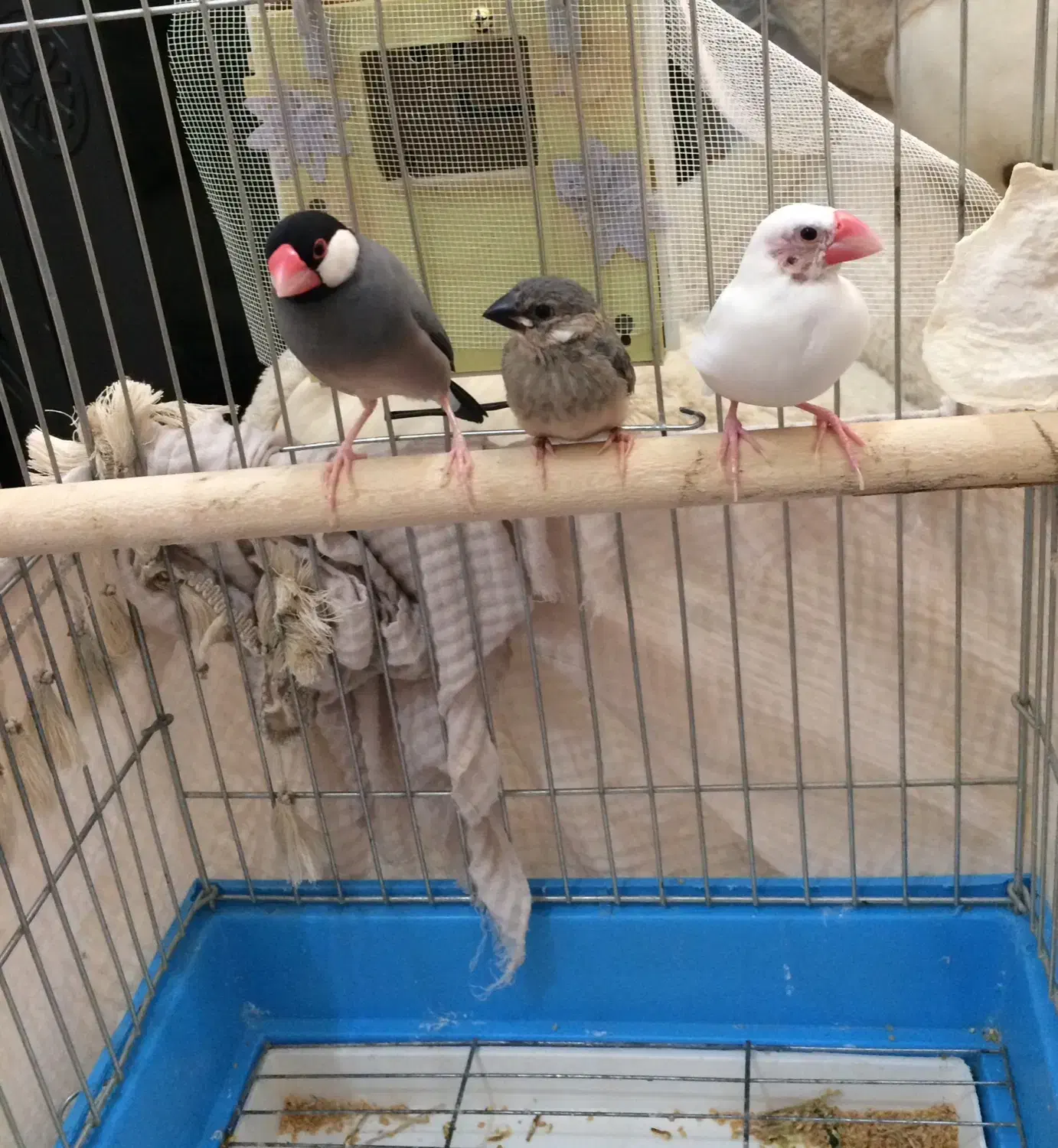 فنچ مصری مولد باجوجه۱۵۰۰|پرنده|بندر ماهشهر, |دیوار