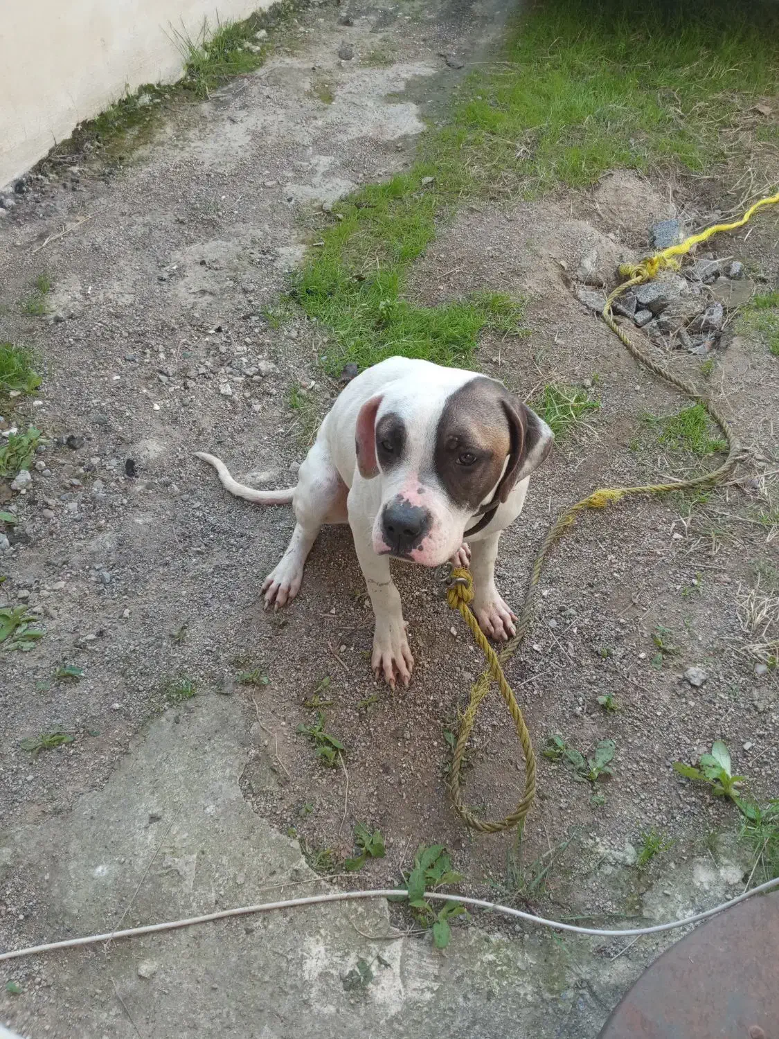 واگذاری پیت بول|سگ|چمستان, |دیوار