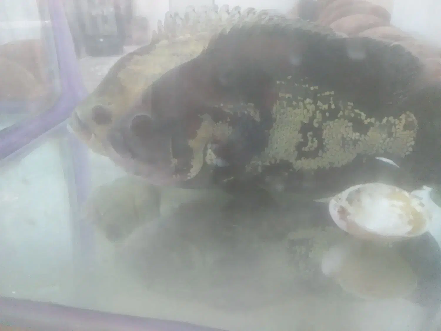 ماهی و آکواریوم|ماهی|اندیشه, شهرک کوثر|دیوار