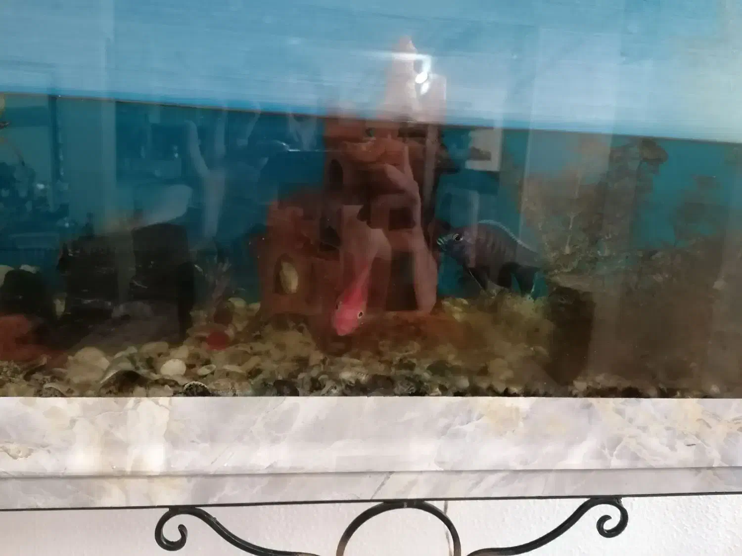 آکواریوم با تجهیزات|ماهی|شاهینشهر, شهرک ردانی پور|دیوار