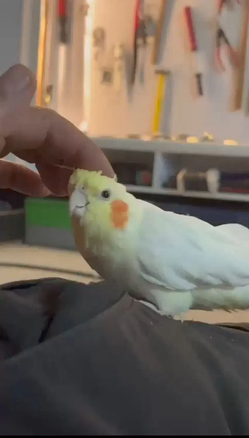 عروس هلندی گم شده|حیوانات|مهاباد (آذربایجان غربی), |دیوار