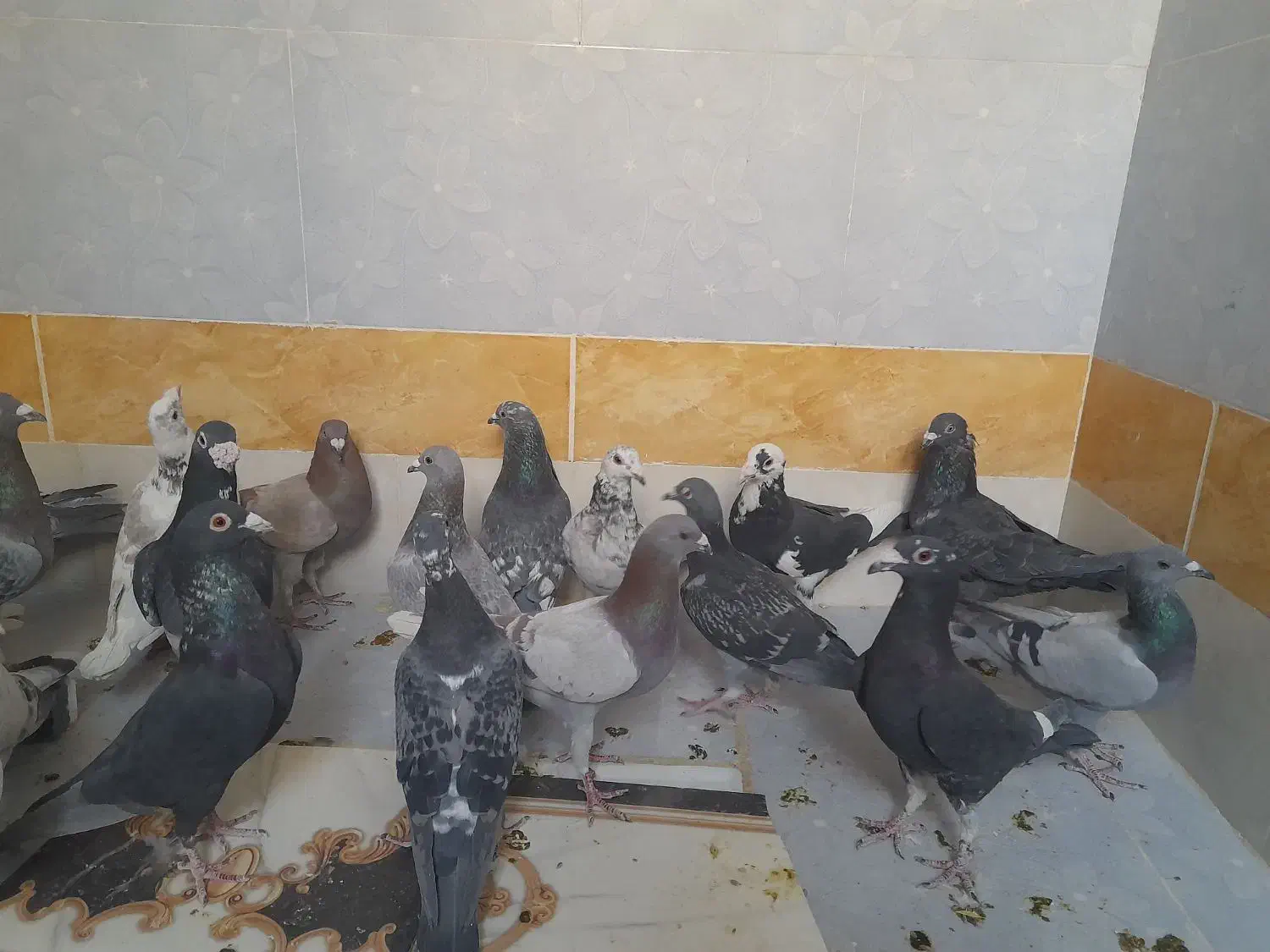 پرنده کبوتر|پرنده|سراوان, |دیوار