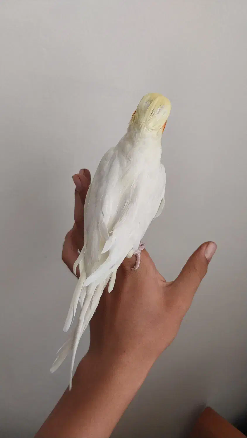 عروس هلندی|پرنده|شازند, |دیوار