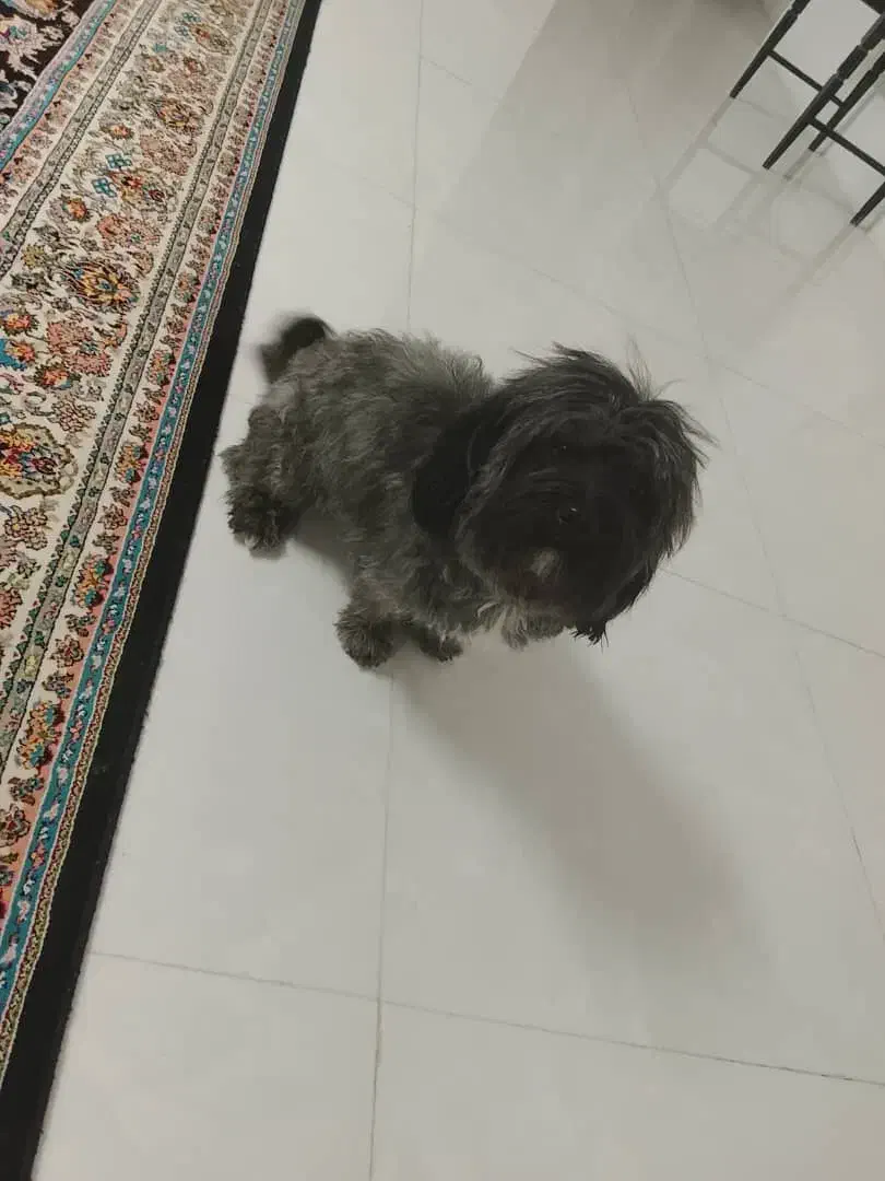 شیتزو نر 3 ساله رنگ خاص|سگ|کرمان, |دیوار