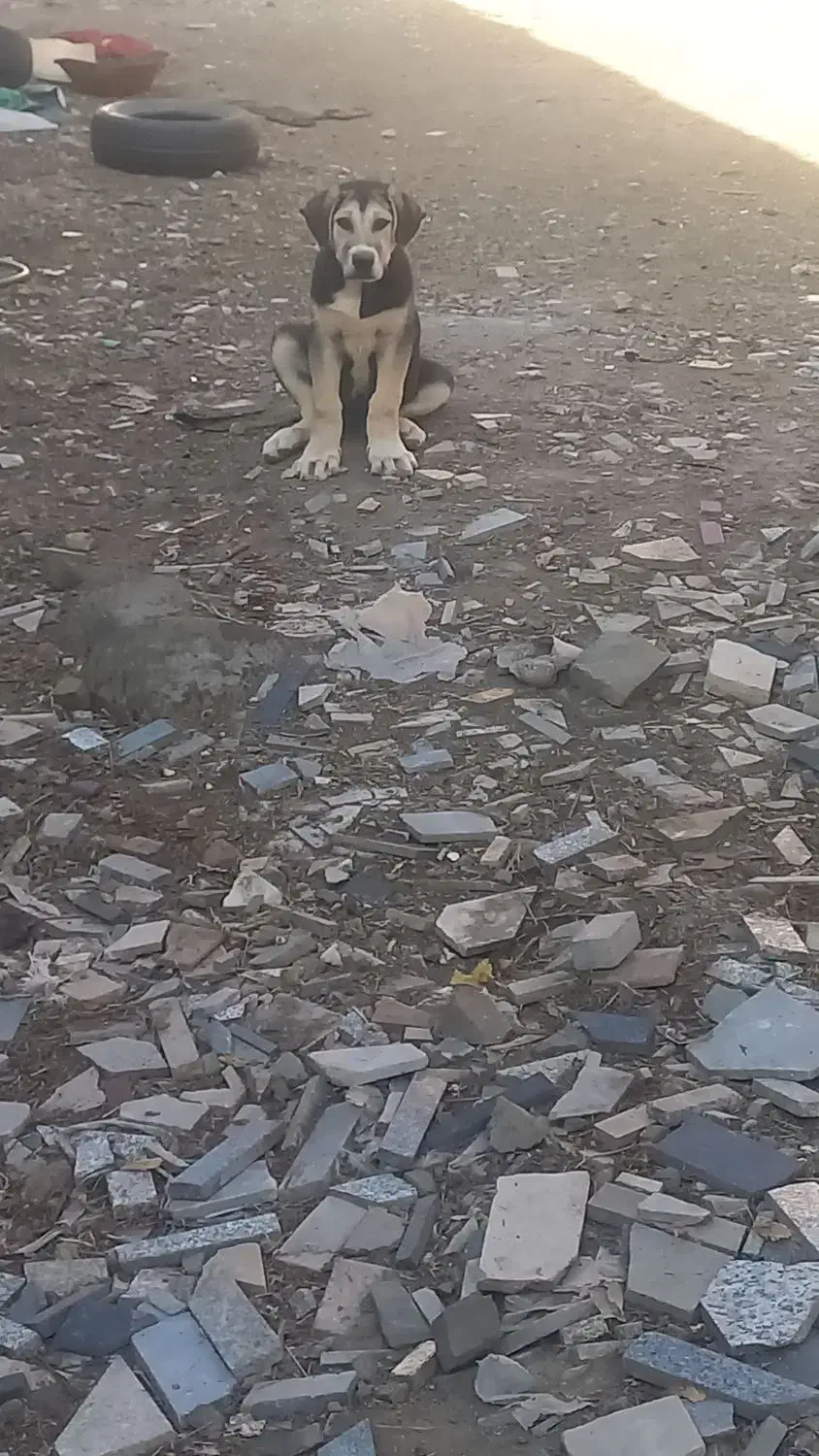 توله سک عراقی نر ۳ ماهه|سگ|هوراند, |دیوار