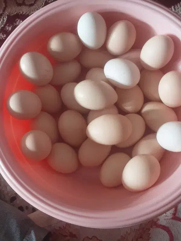 تخم مرغ محلی درجه یک وتازه|خوردنی و آشامیدنی|دزفول, |دیوار