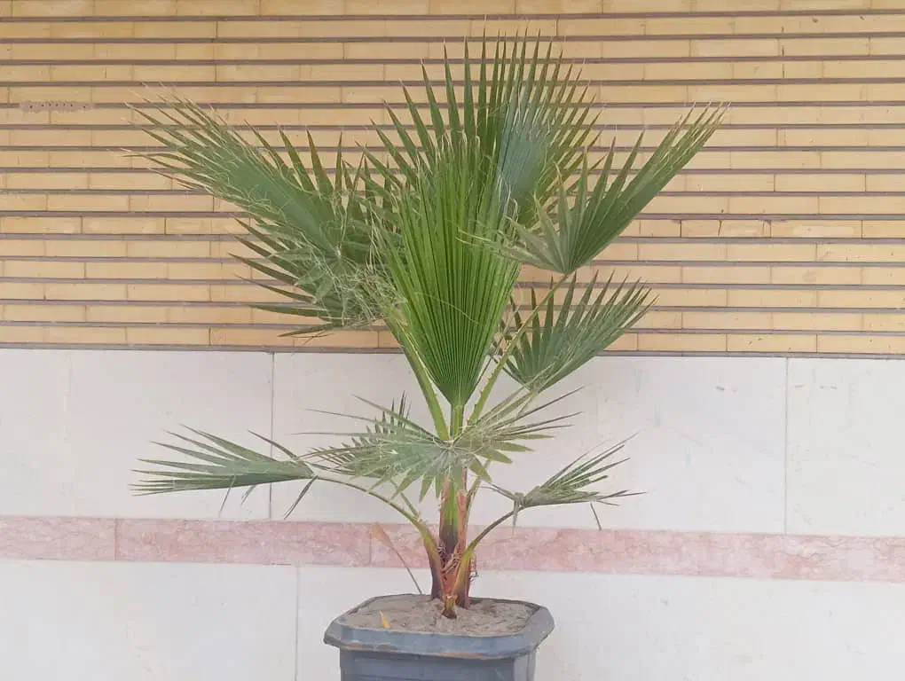 درختچه پالم|گل و گیاه طبیعی|رباط‌کریم, رباط‌کریم|دیوار