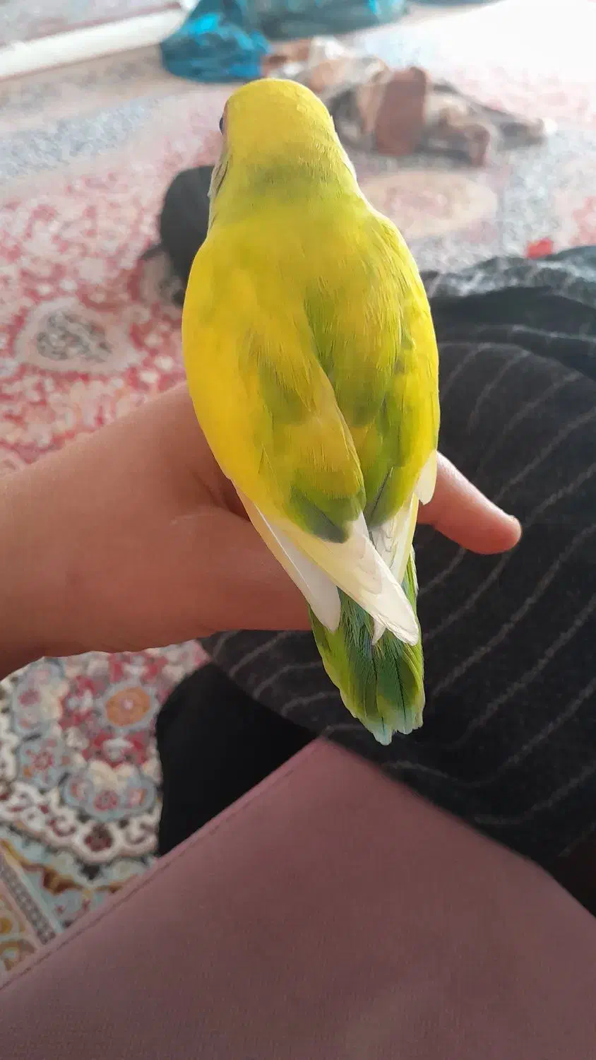 طوطی|پرنده|کرمان, |دیوار