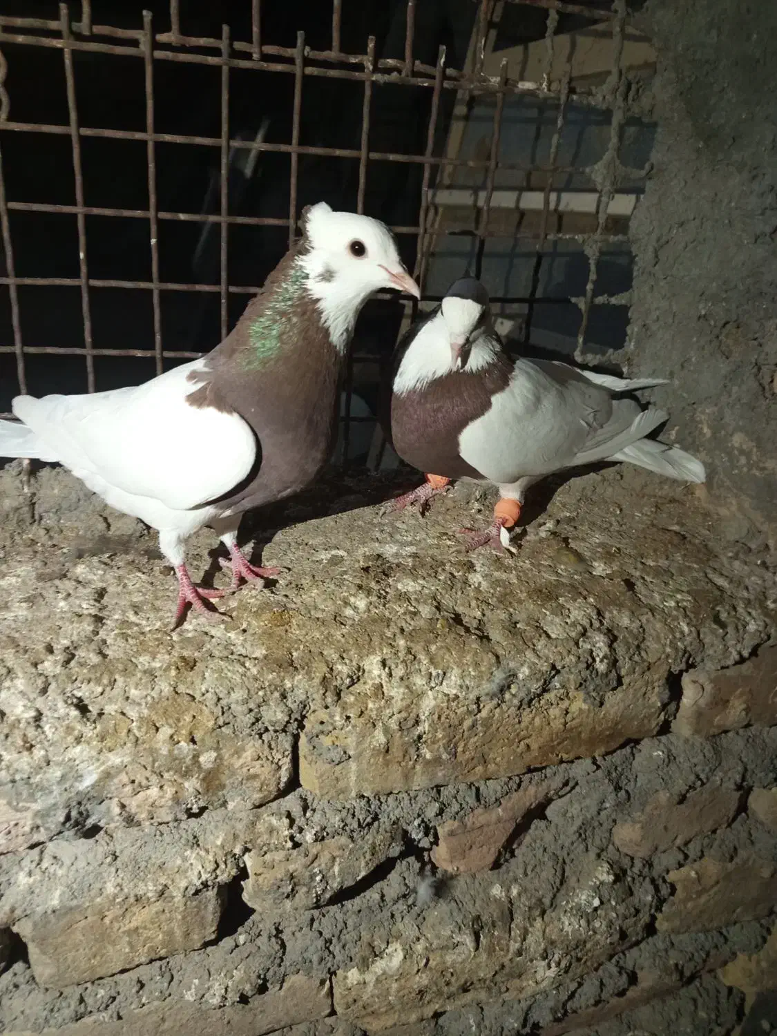 کفتر پرشی|پرنده|زبرخان, |دیوار