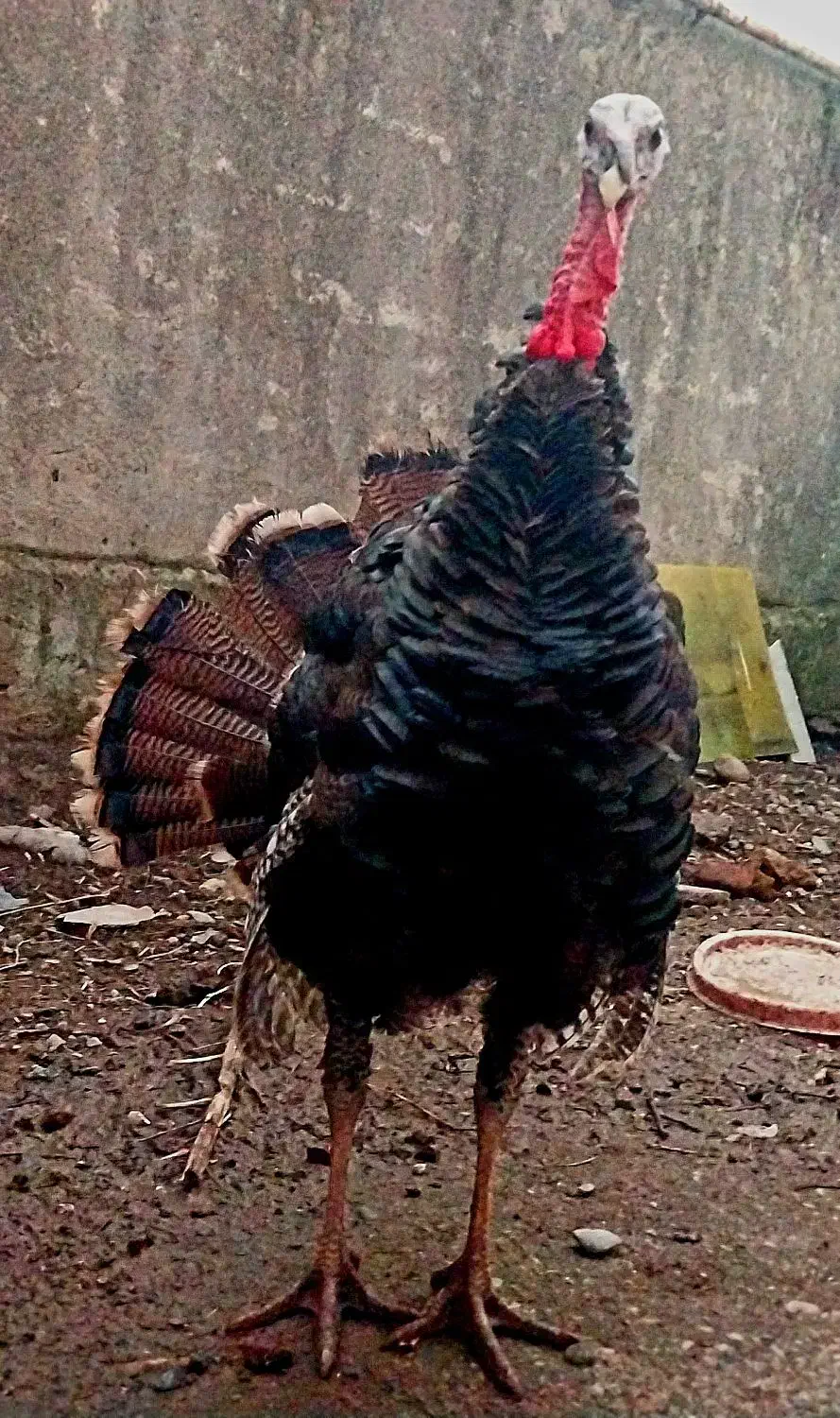 بوقلمون برنز نر|حیوانات مزرعه|آمل, |دیوار