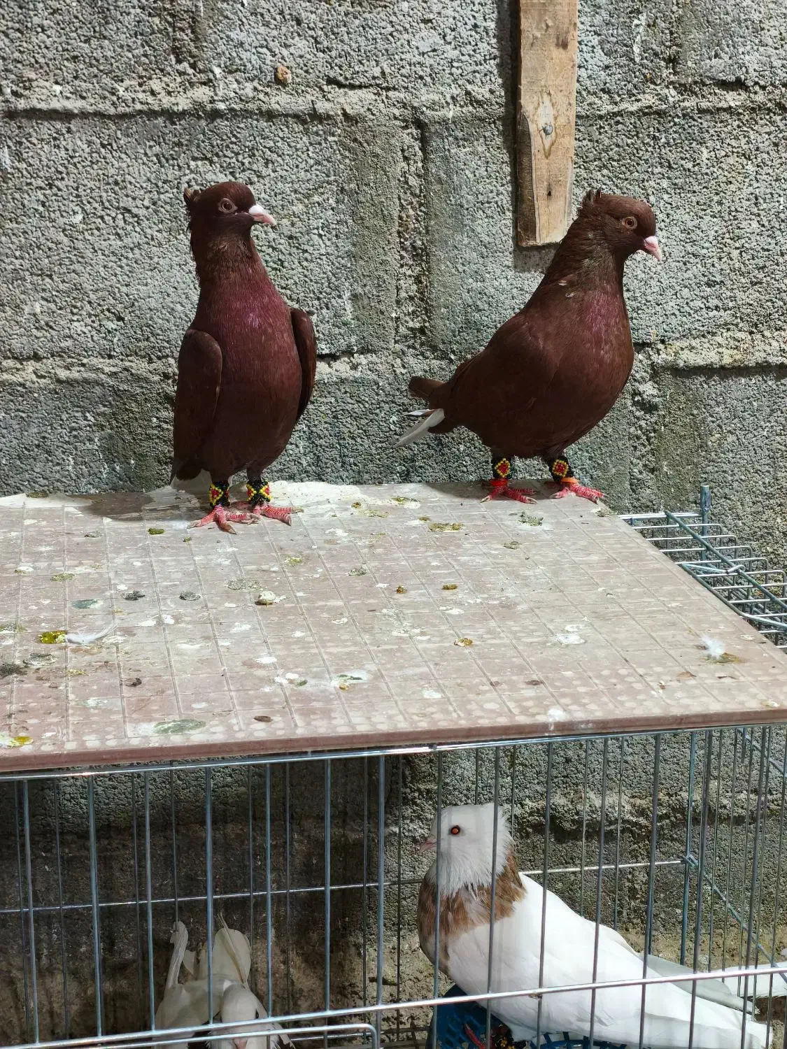 دمسفید|پرنده|اشکنان, |دیوار