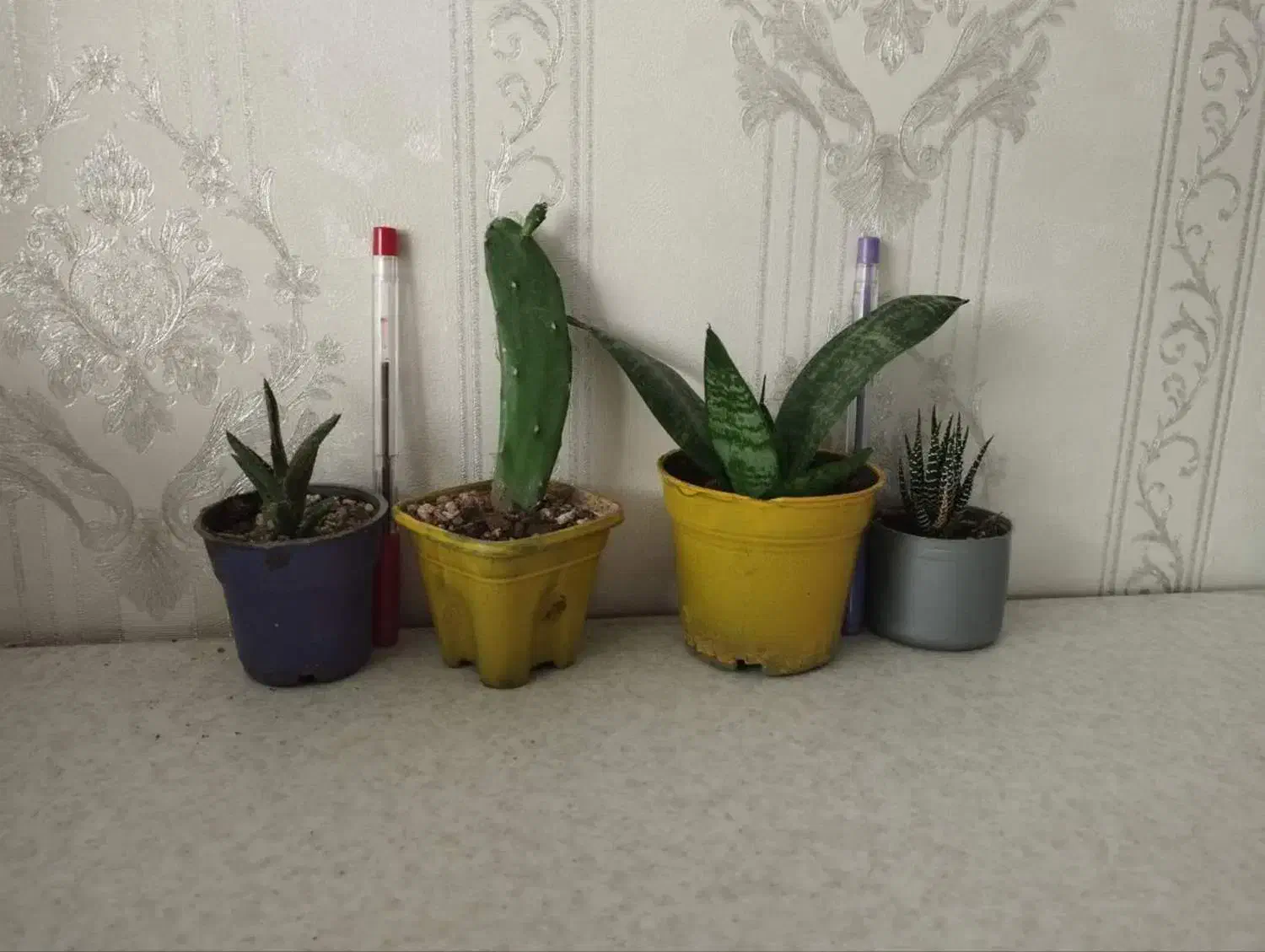 4 پک گلدان گل و گیاه مناسب آپارتمان و بالکن|گل و گیاه طبیعی|تهران, تولید دارو|دیوار