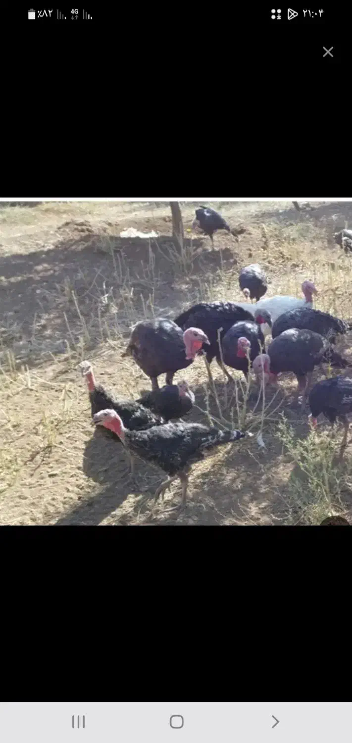 بوقلمون|حیوانات مزرعه|اصلاندوز, |دیوار