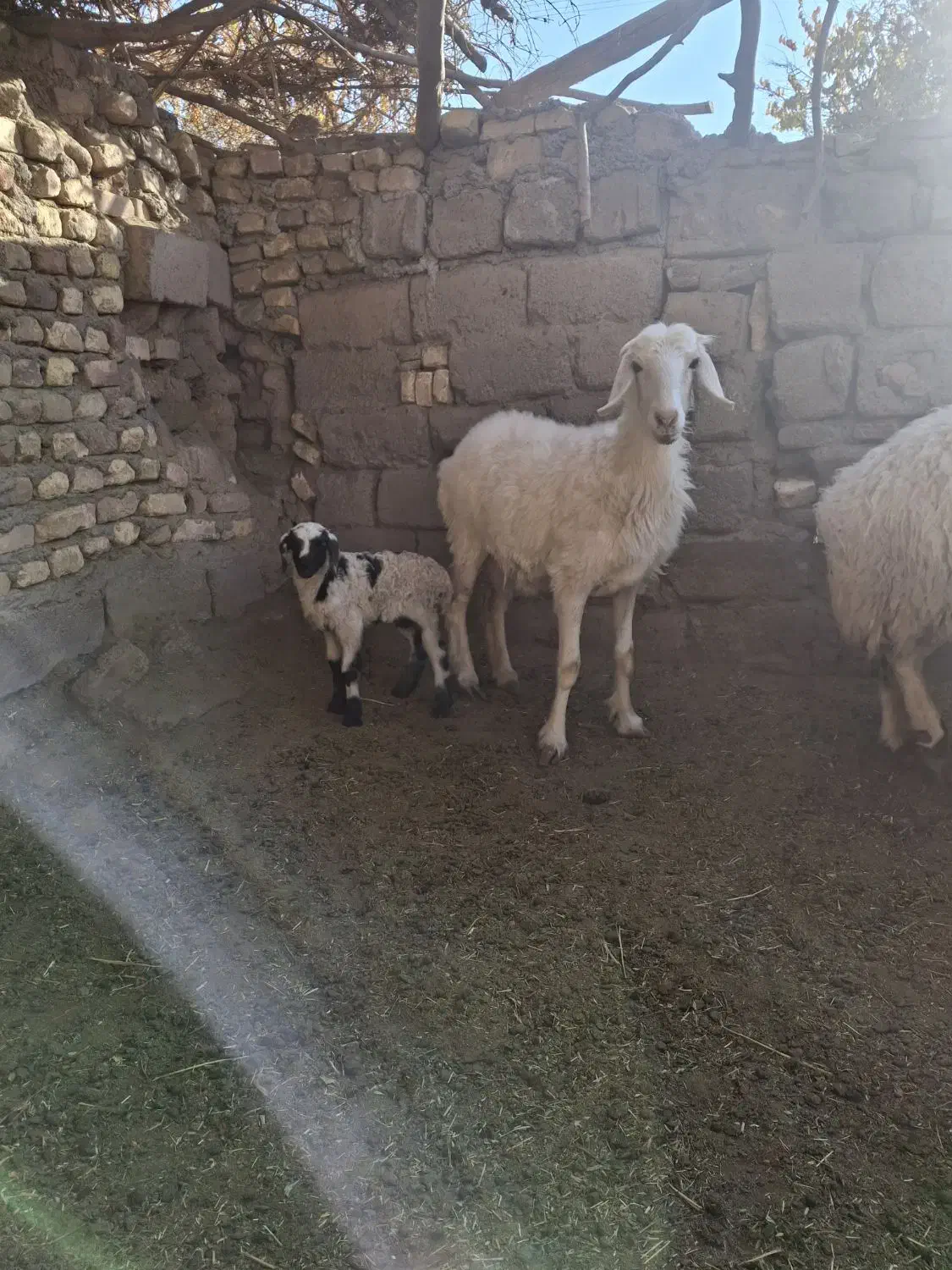 میش بره نر جوان|حیوانات مزرعه|نگار, |دیوار