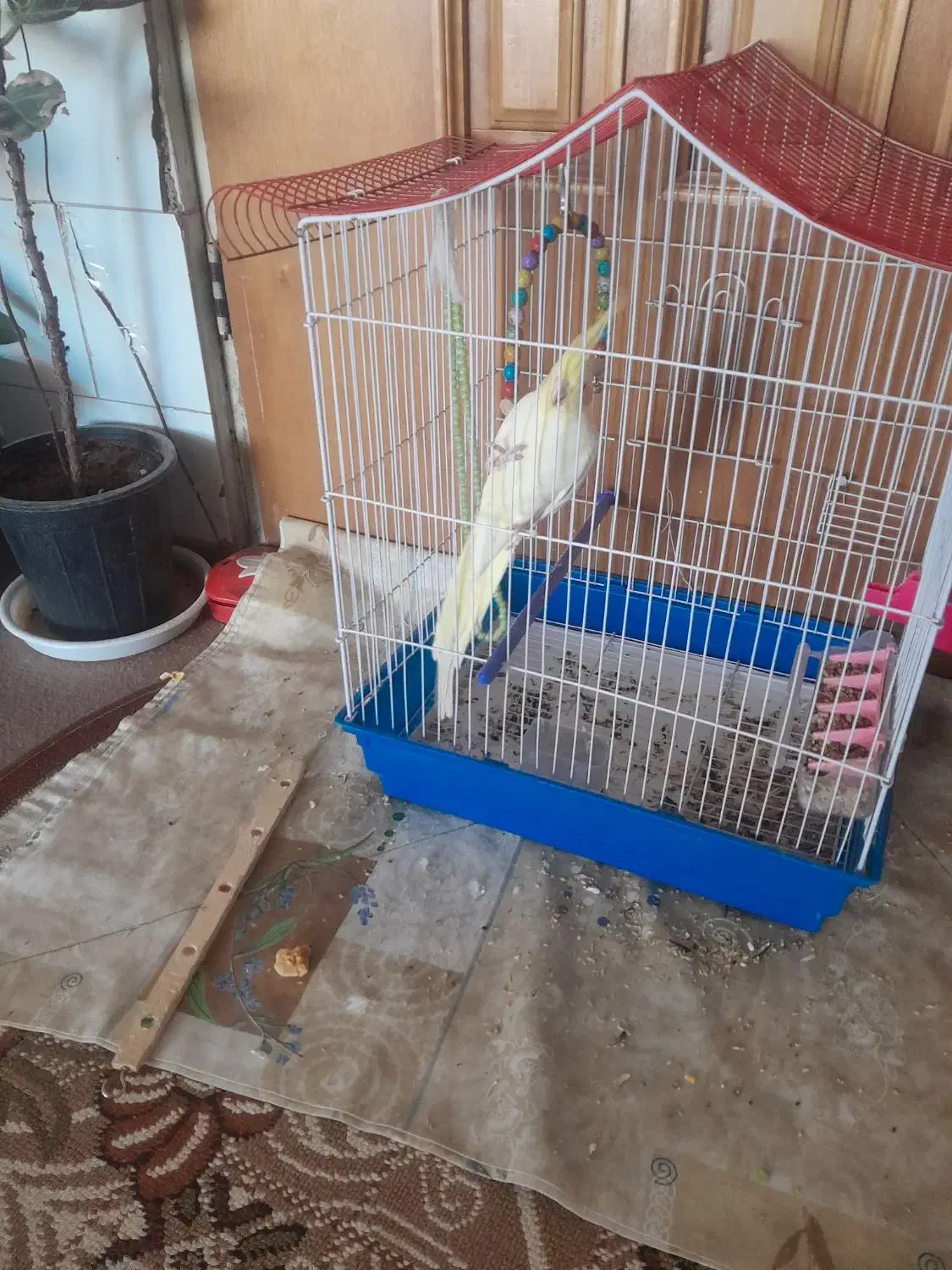 فروش عروس|پرنده|زیباشهر, |دیوار