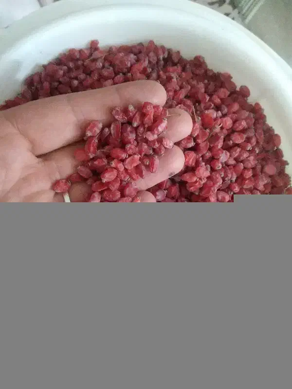 زرشک|خوردنی و آشامیدنی|میمه, |دیوار