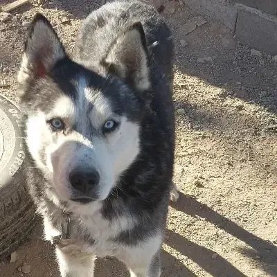 سگ هاسکی نر|سگ|بجنورد, |دیوار