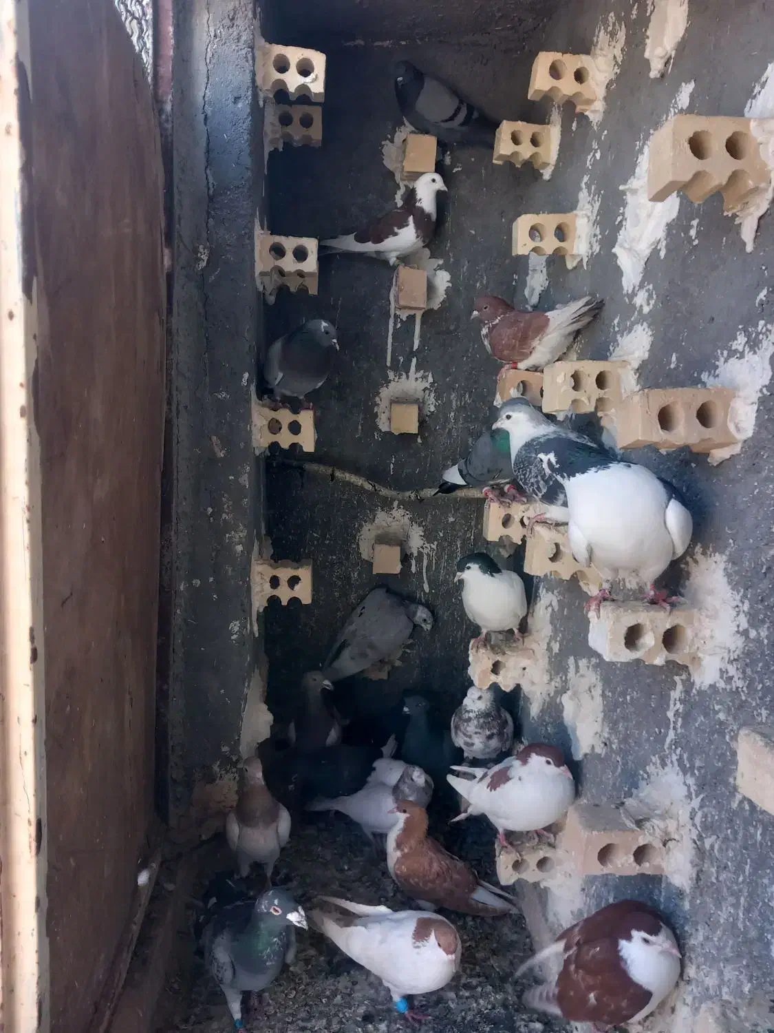 صیدفروشی|حیوانات|مشهد, شهید قربانی|دیوار