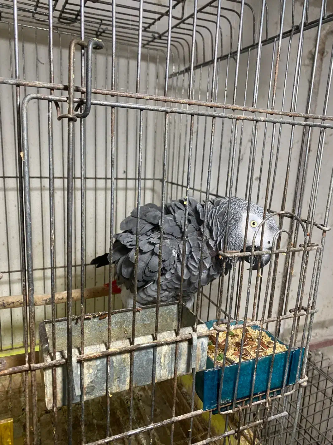 کاسکو|پرنده|رشت, امین الضرب|دیوار