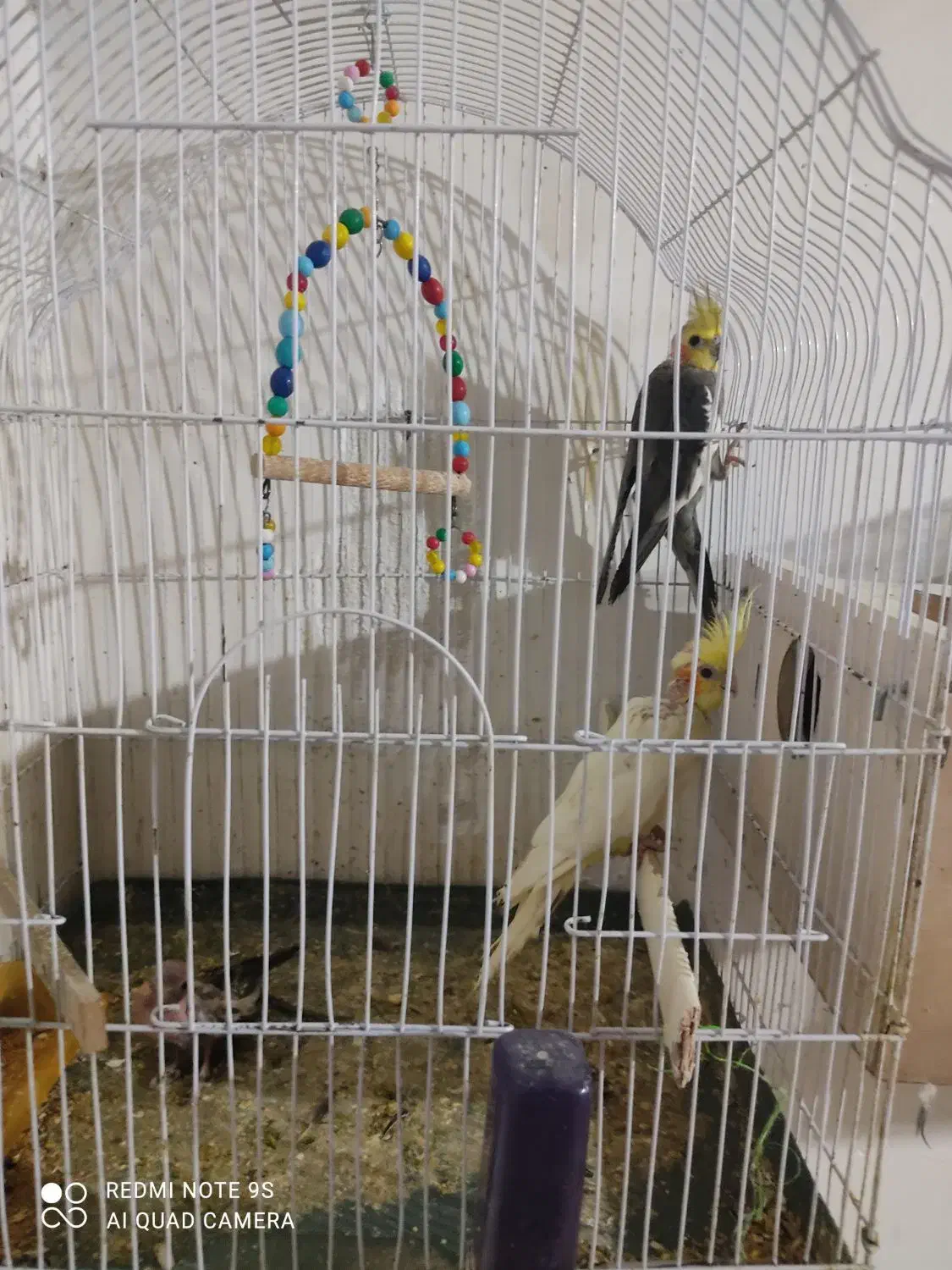 عروس هلندی|پرنده|باسمنج, |دیوار