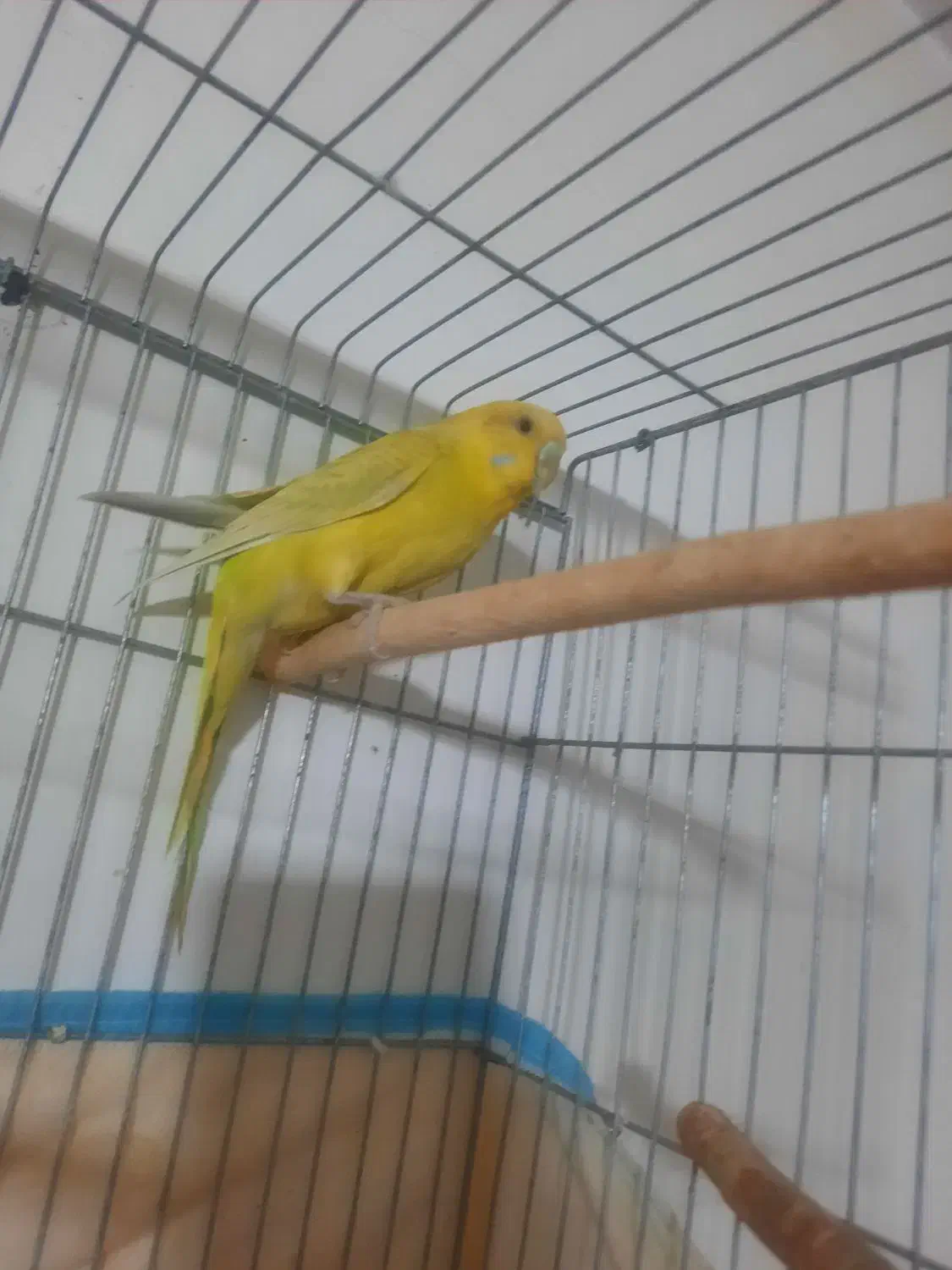 مرغ عشق ماده|پرنده|زرقان, |دیوار