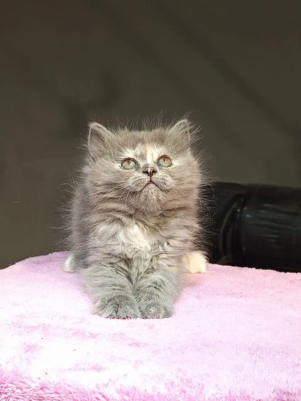 بچه گربه برتیش لانگهیر خرسی|گربه|تهران, تهرانسر مرکزی|دیوار