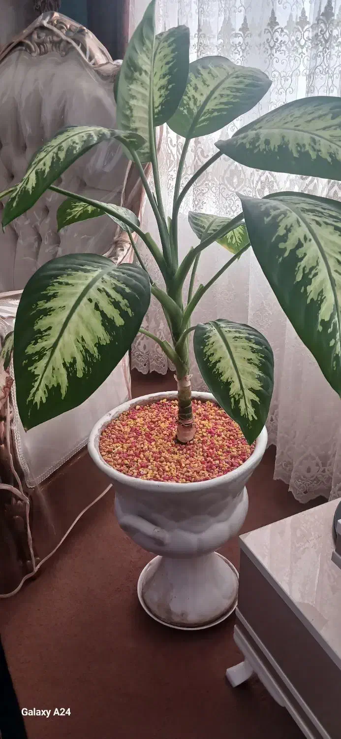 گل دیفن|گل و گیاه طبیعی|اردبیل, |دیوار