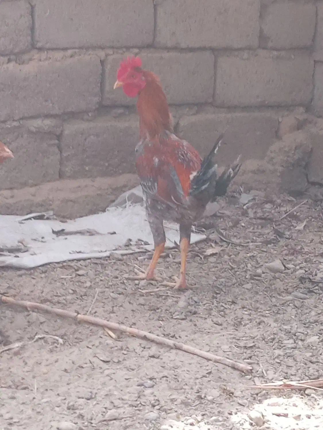 سه تا خروس دورگه|حیوانات مزرعه|جزنیک, |دیوار