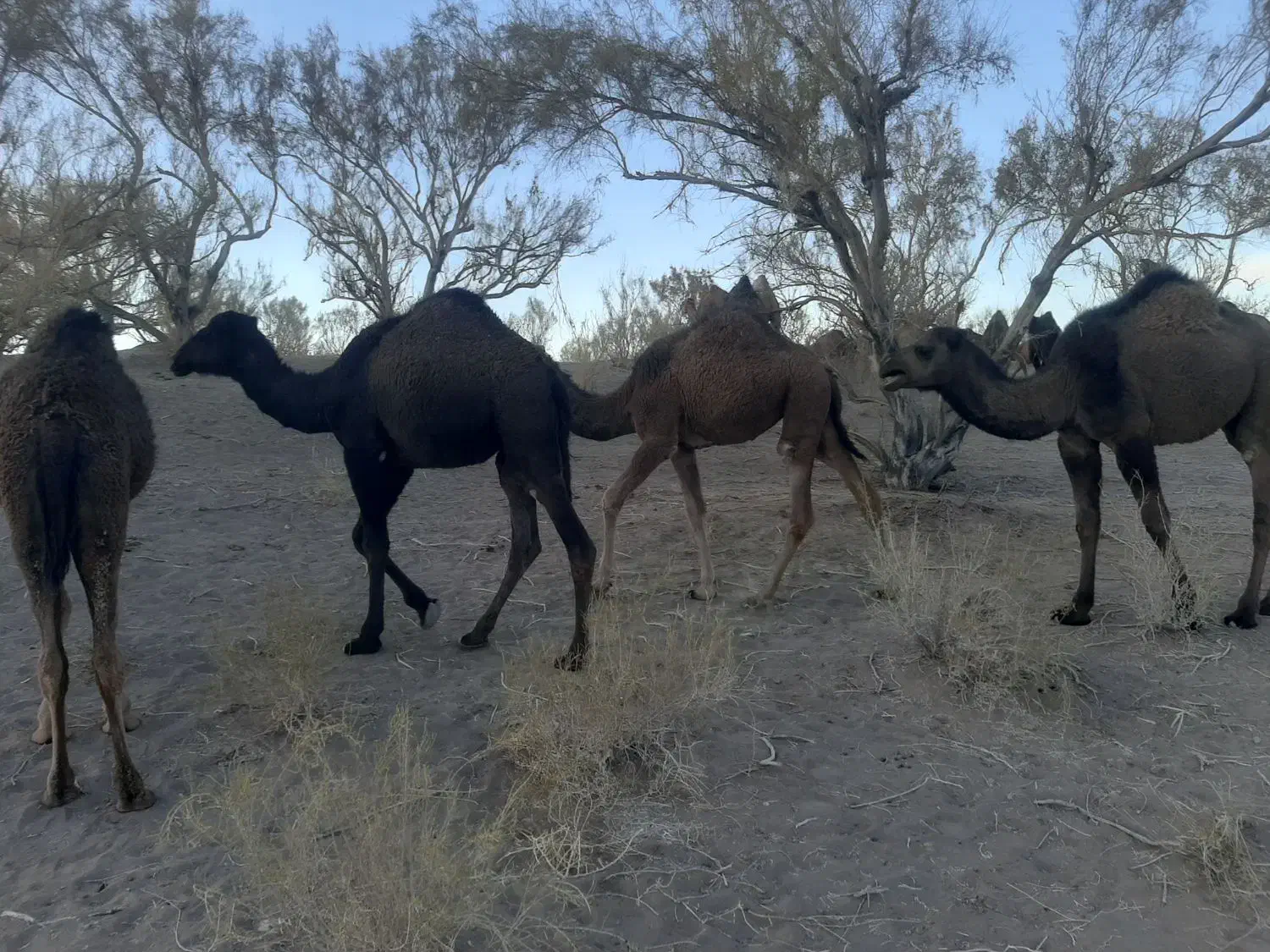 فروش شتر هاشی|حیوانات مزرعه|جلگه ماژان, |دیوار