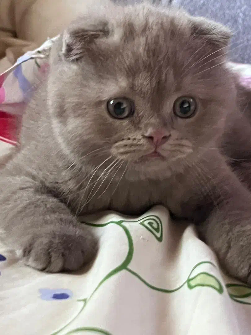 بچه گربه اسکاتیش|گربه|نوشهر, |دیوار