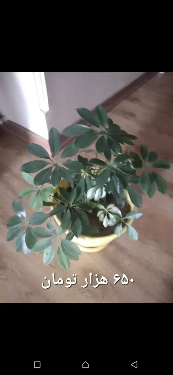 گل های آپارتمانی|گل و گیاه طبیعی|کرج, فاز ۳ مهرشهر|دیوار