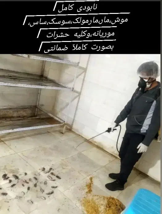 سمپاشی(سم پاشی)سوسک ساس مویانه موش وکلیه حشرات|خدمات نظافت|گرمسار, |دیوار