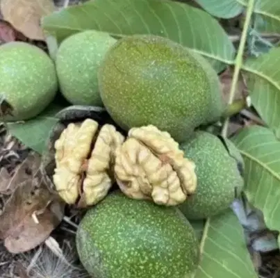 گردو|خوردنی و آشامیدنی|شهرکرد, |دیوار