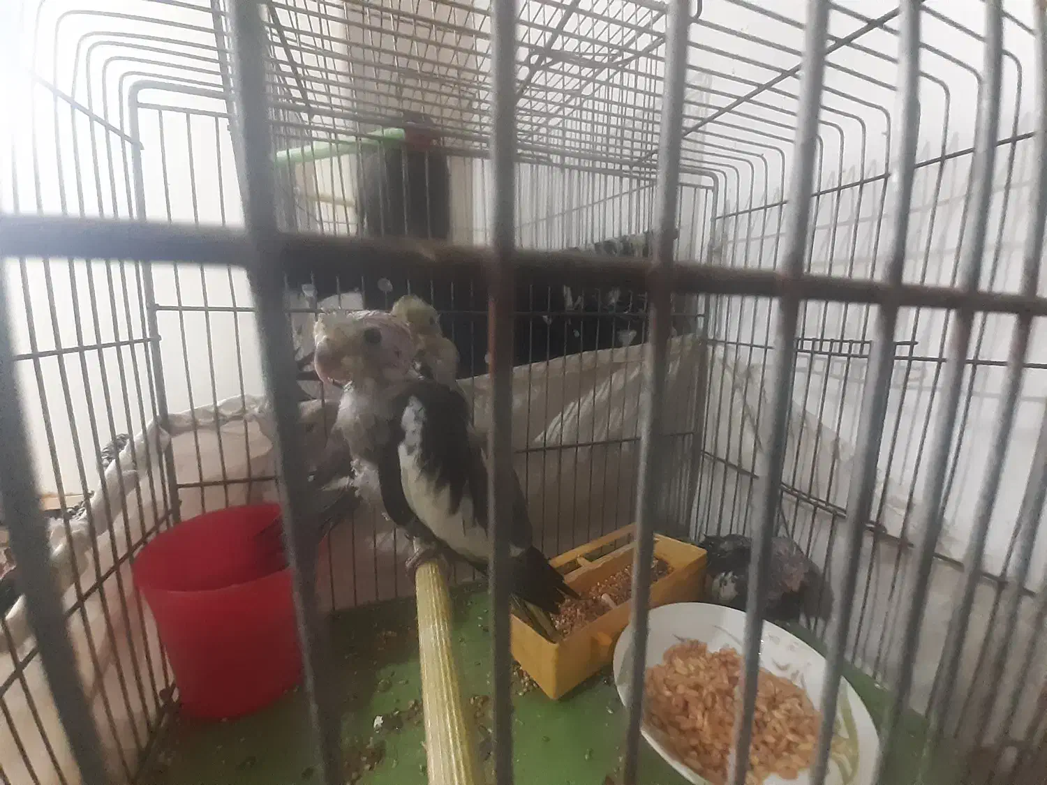 بچه عروس هلندی|پرنده|لاهیجان, گلستان|دیوار