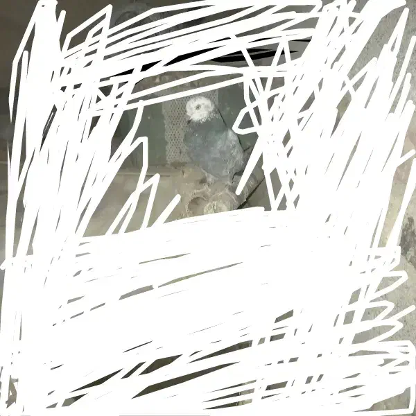 کبوتر گم شده|پرنده|نیمروز, |دیوار