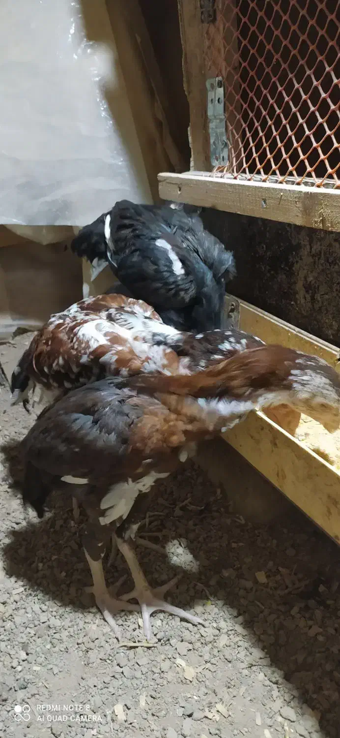 جوجه گلین وجوجه لاری|حیوانات مزرعه|انبارآلوم, |دیوار