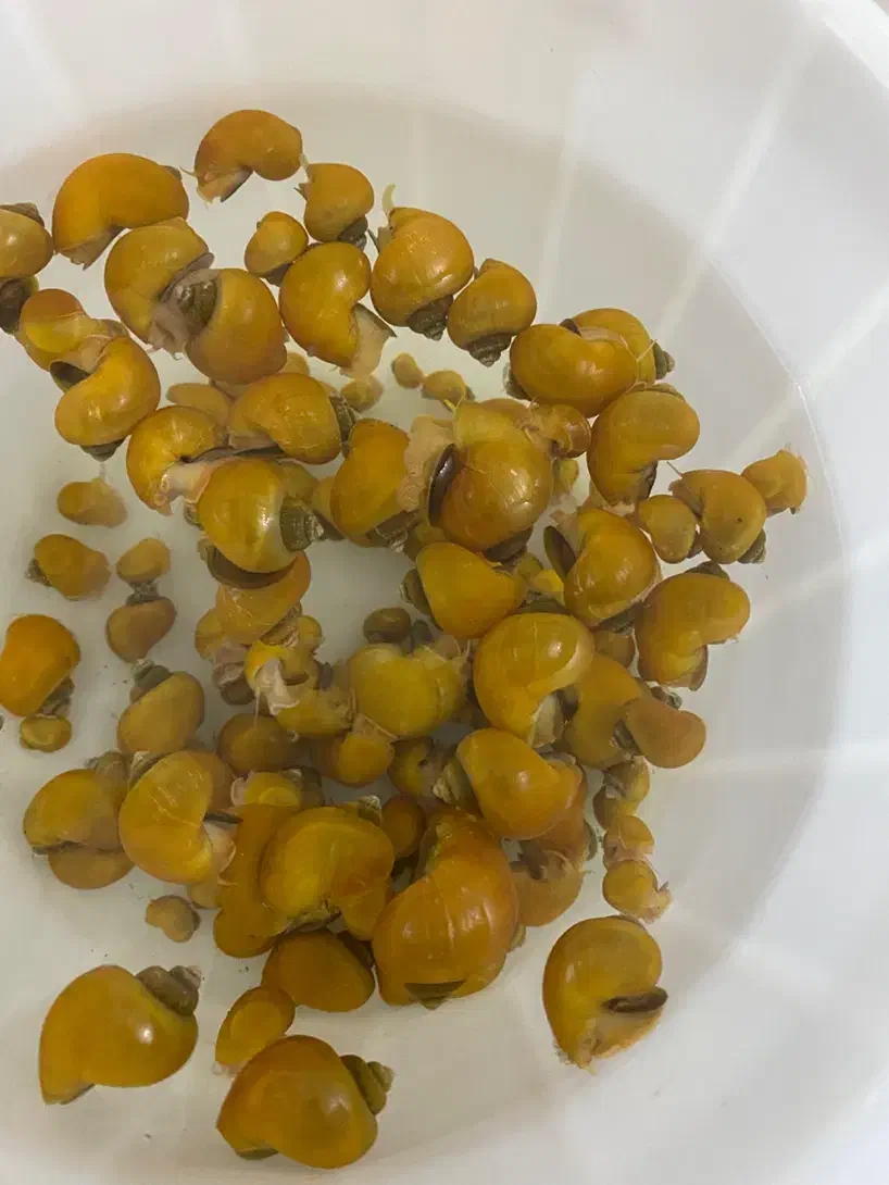 حلزون سیب|ماهی|هشتگرد, فاز ۳ مهستان|دیوار