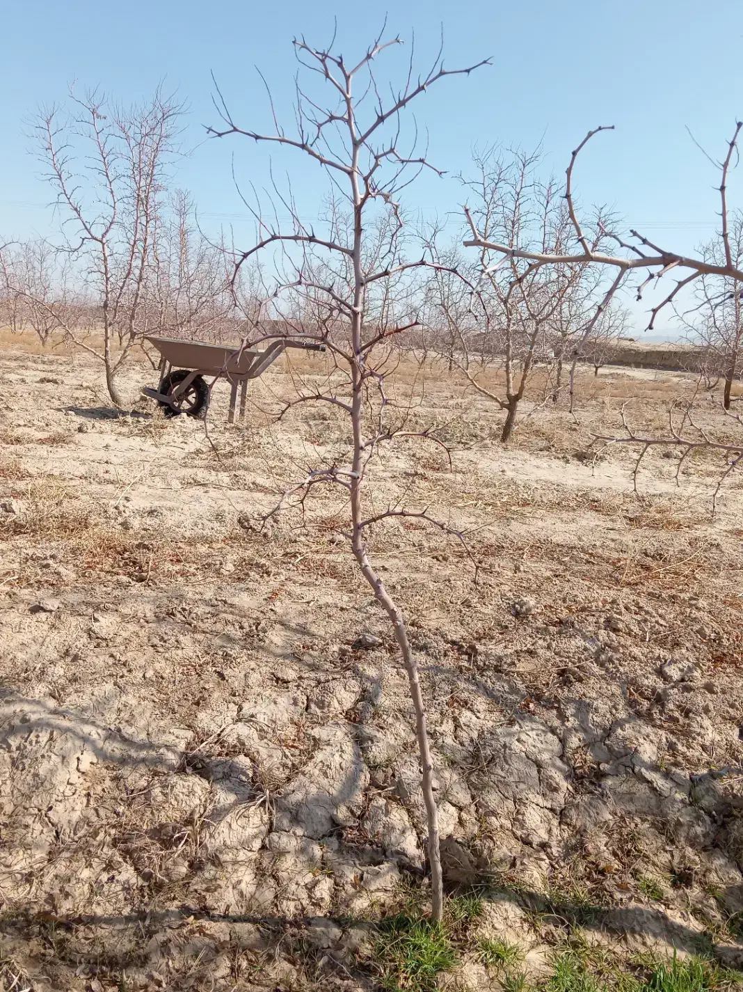 نهال عناب|عمدهفروشی|خوسف, |دیوار