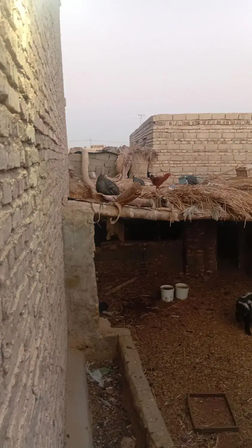 بوقلمون غاز ومرغ|حیوانات مزرعه|زابل, |دیوار