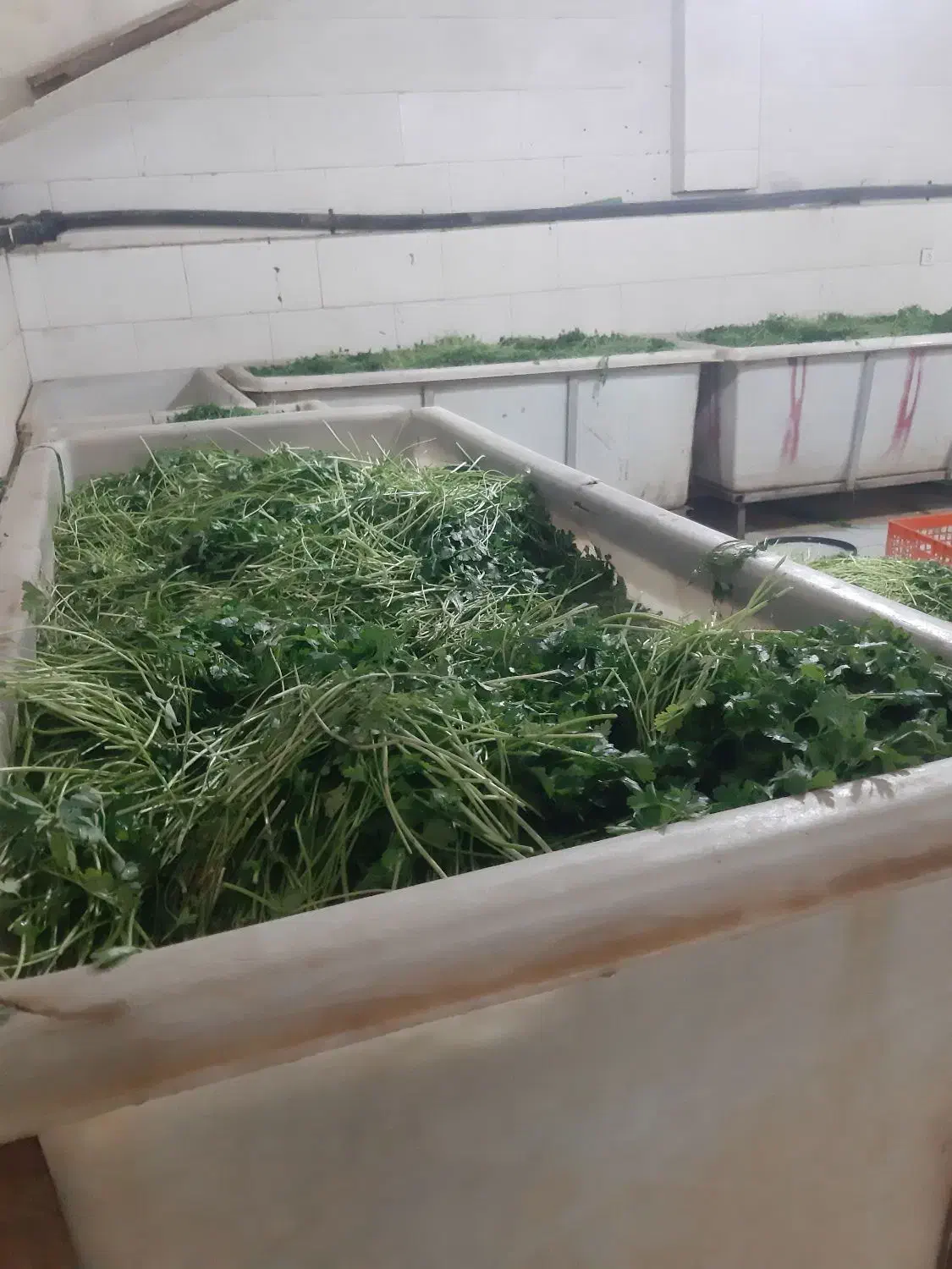 پخش سبزی آماده|خوردنی و آشامیدنی|باقرشهر, |دیوار