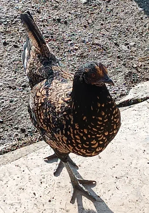 فروش غاز|حیوانات مزرعه|کومله, |دیوار