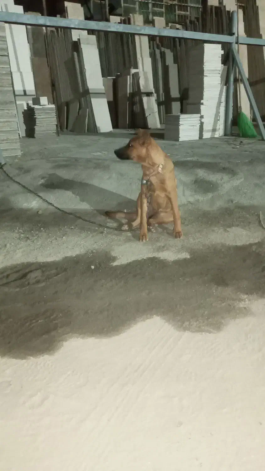 توله ماده|سگ|باقرشهر, |دیوار