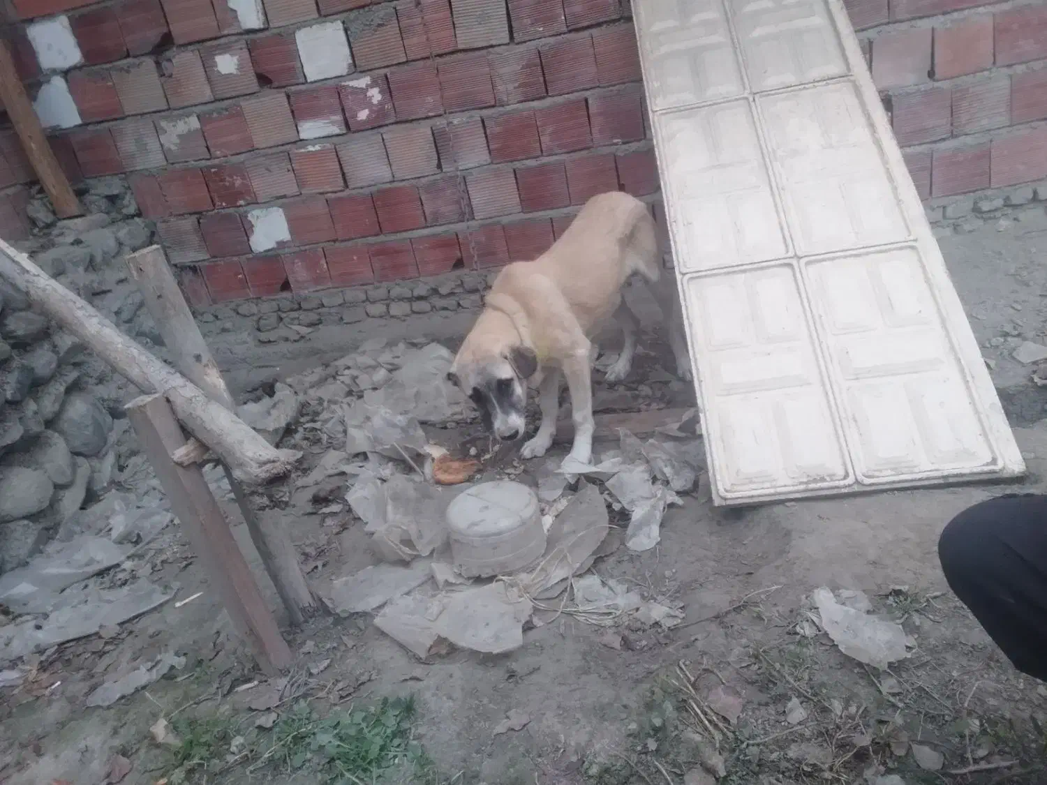 سگ پژدر|سگ|کردکوی, |دیوار