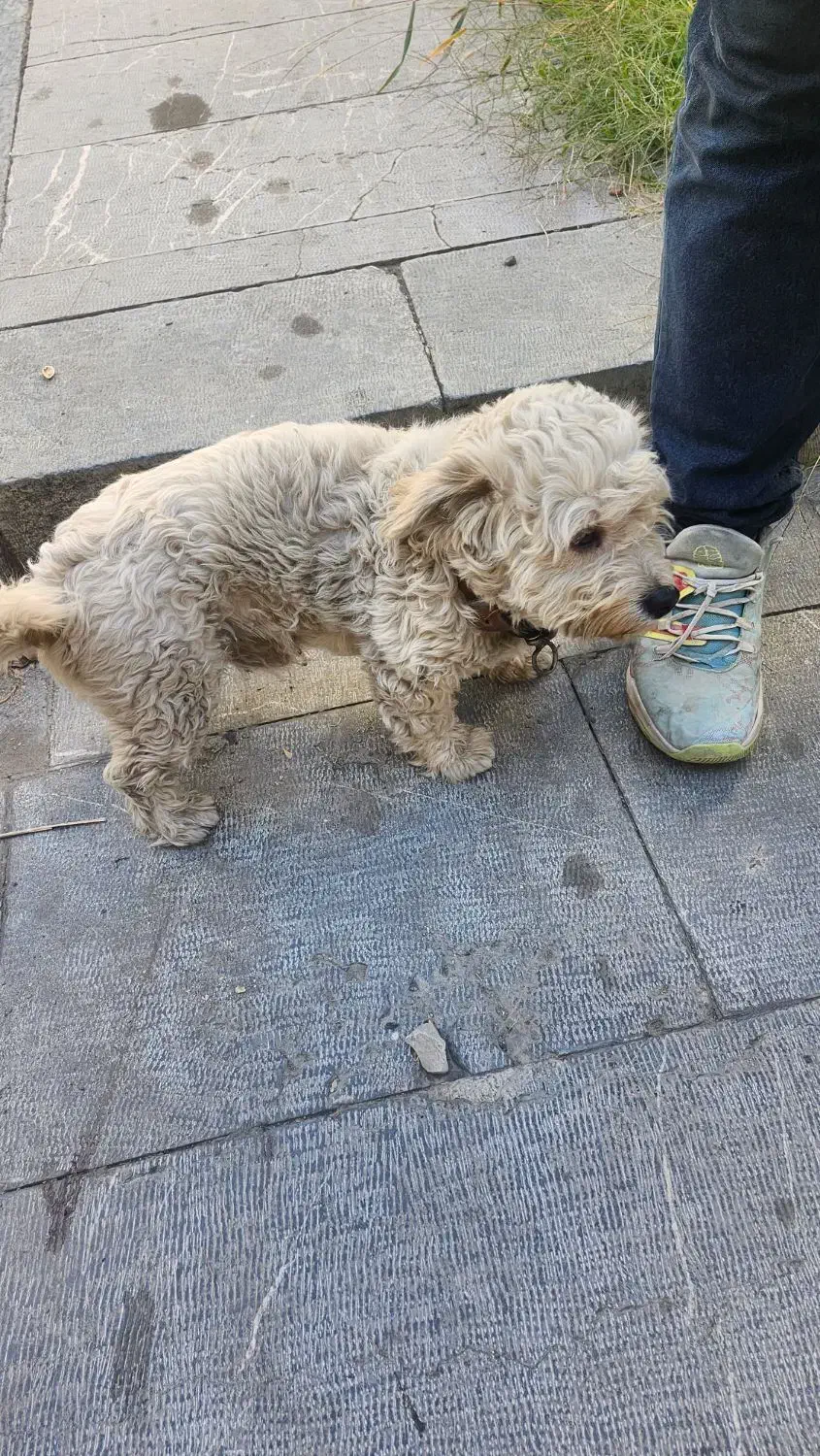 سگ شیتزو|سگ|مشهد, سجاد شهر|دیوار