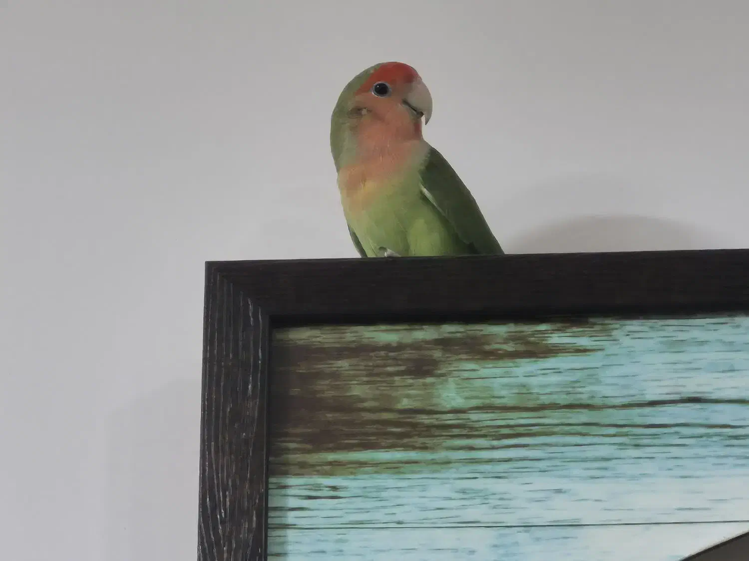 طوطی برزیلی|پرنده|علیآباد کتول, |دیوار