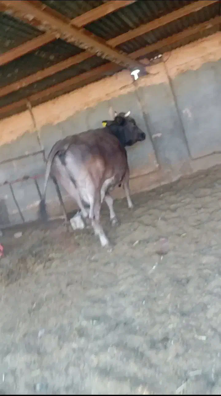 ۲راس گاو شیری|حیوانات مزرعه|جوین, |دیوار