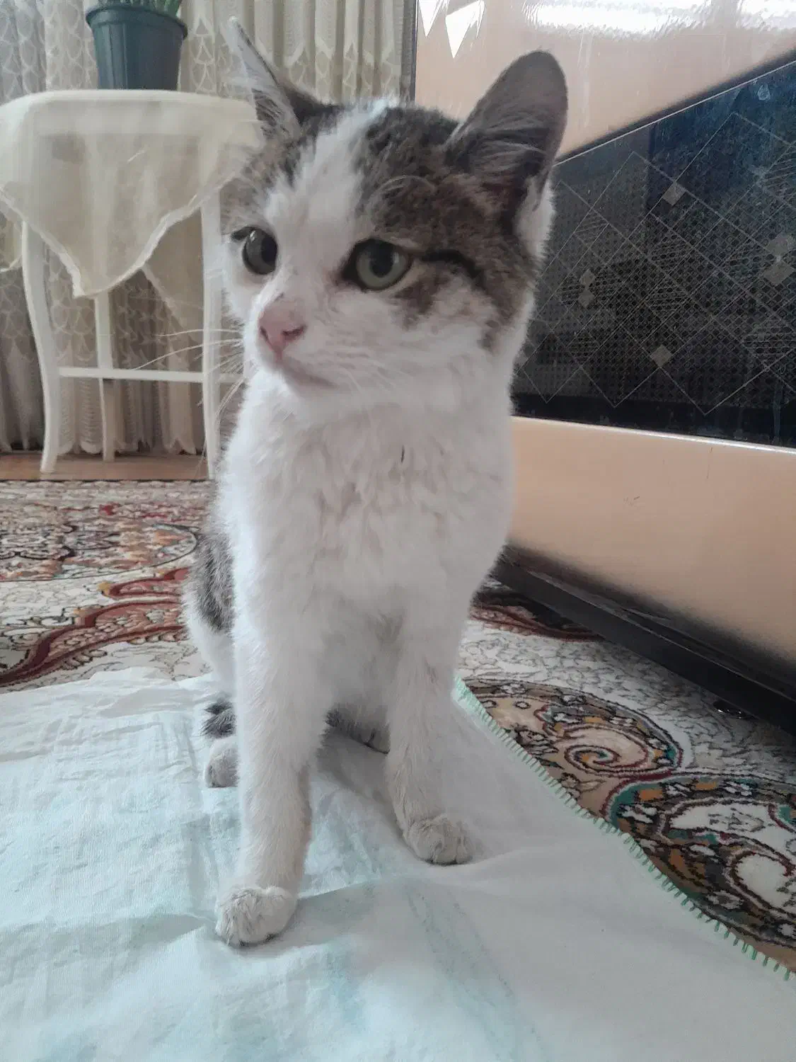 سرپرستی گربه ی نر ۵ ماهه|گربه|زنجان, |دیوار