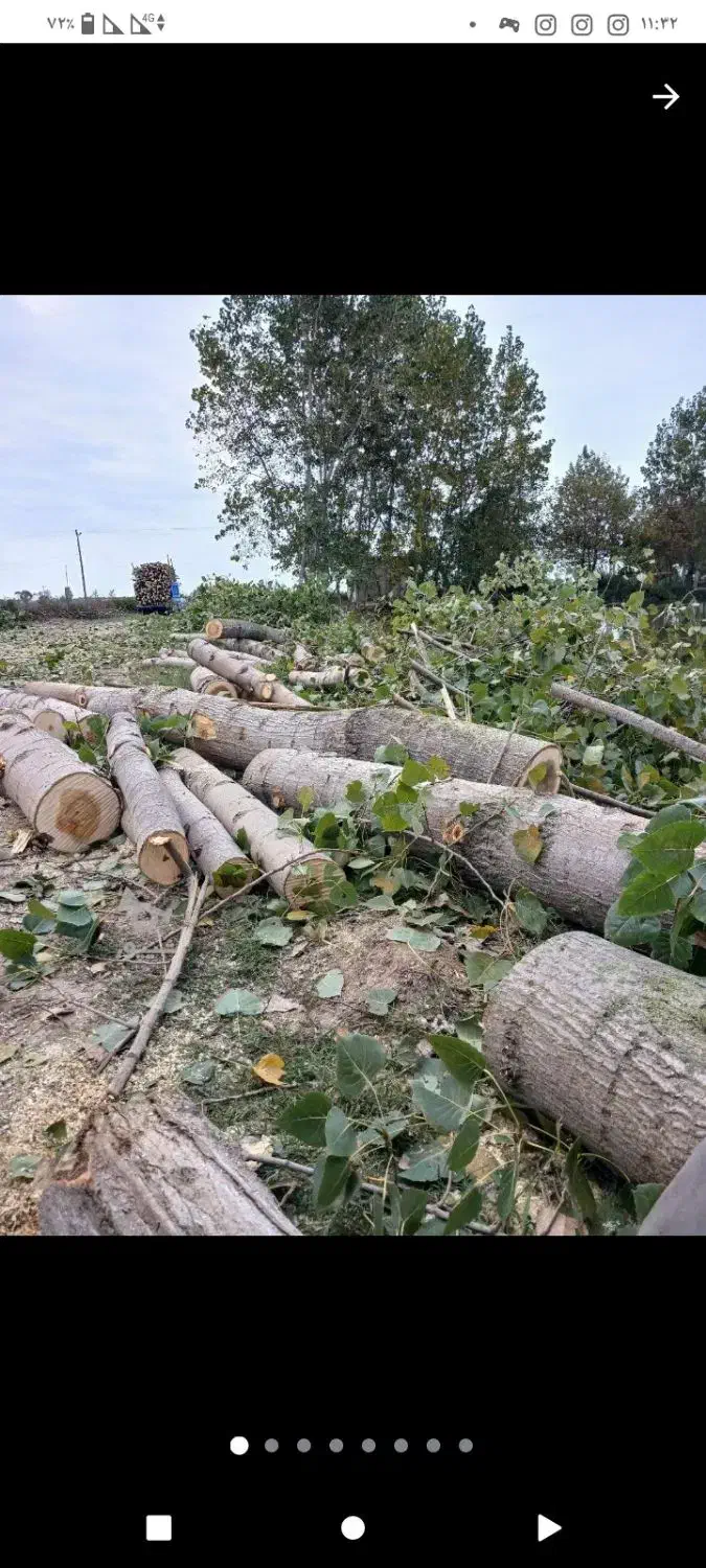 خرید چوب باغی و مرکبات تمیزکاری باغات عباس آباد|خدمات باغبانی و درختکاری|عباس‌آباد, |دیوار