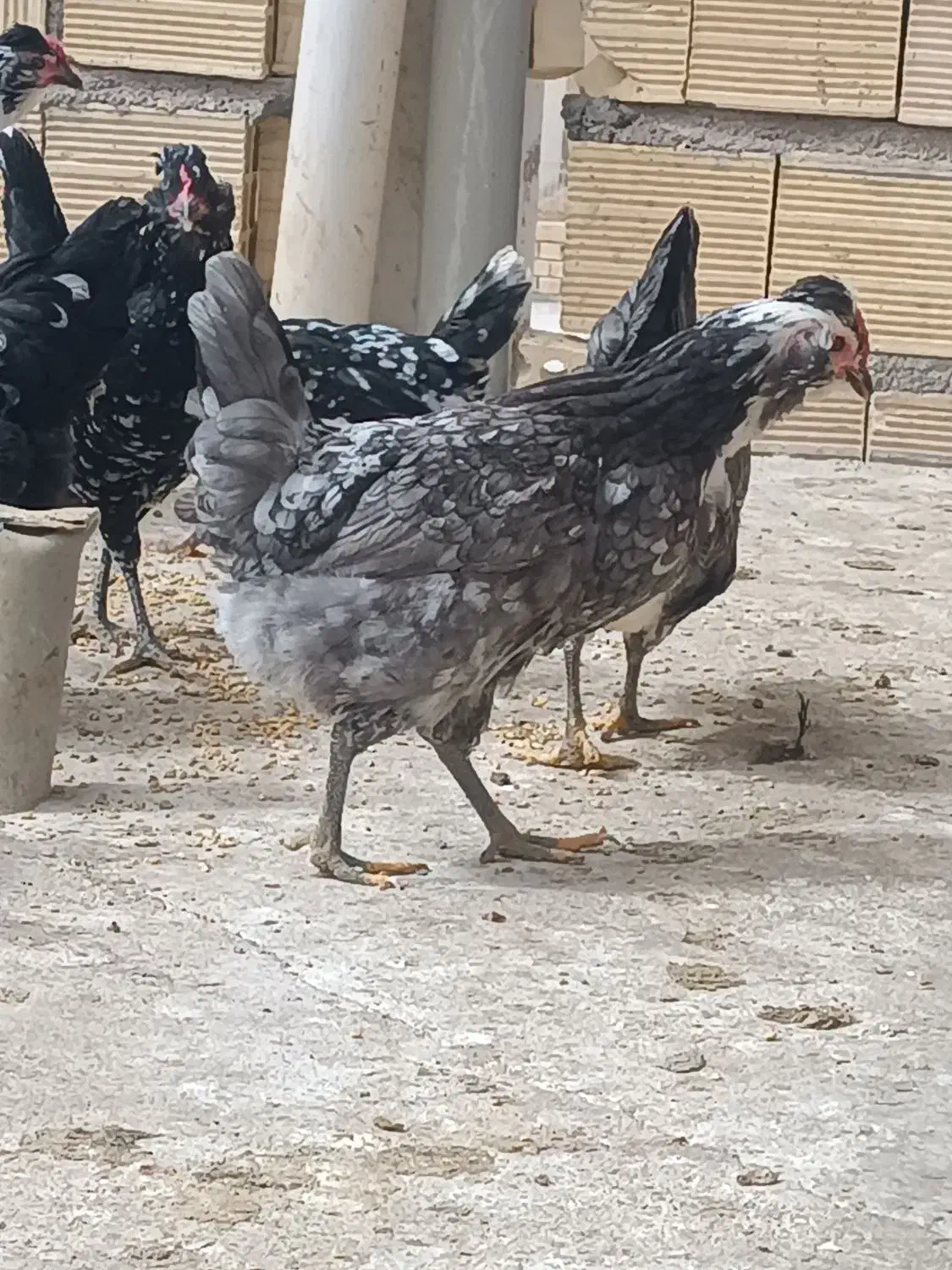 تخم مرغ گلین|حیوانات مزرعه|برخوار, |دیوار