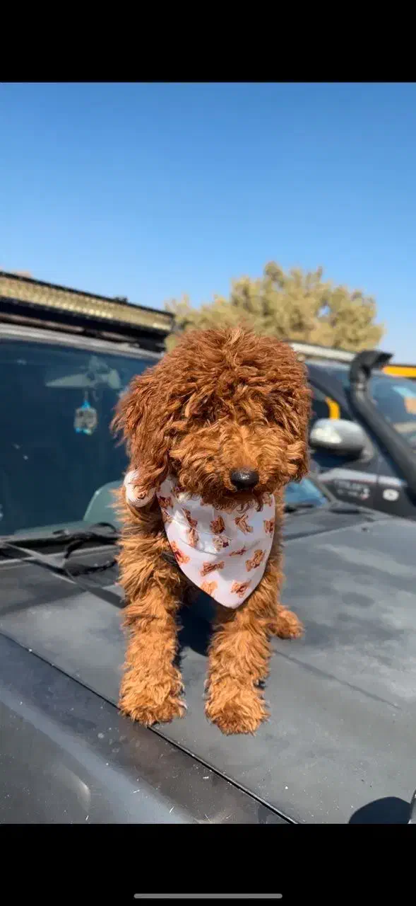 فروش سگ پودل ۵ماهه|سگ|شیراز, شهرک گلستان شمالی|دیوار